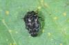 Trachys minutus